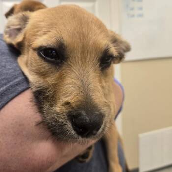 Sadie -  Wirehaired Terrier and Black Mouth Cur Dog for Adoption in Lake Panasoffkee, Florida - Sadie | PetCurious