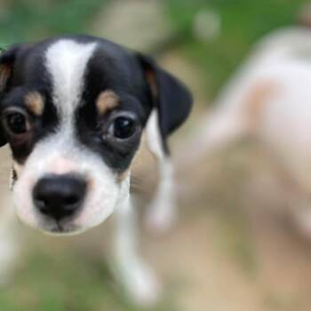 Wonder -  Chihuahua and Pug Dog for Adoption in Warren, Rhode Island - Wonder | PetCurious