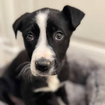 Border Collie Dogs Available for Adoption - Rose~ Sweet And Obedient | PetCurious