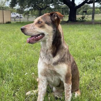 Catahoula Leopard Dog and Mixed Breed Dogs Available for Adoption in Buchanan Dam, Texas - Callie | PetCurious
