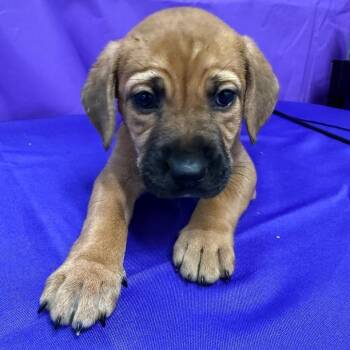 Begonia -  Labrador Retriever and Mixed Breed Dog Available for Adoption in North Myrtle Beach, South Carolina - Begonia | PetCurious