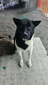 Akita Dogs Available for Adoption - Toby | PetCurious