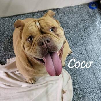 Coco -  English Bulldog Dog for Adoption in Buchanan Dam, Texas - Coco | PetCurious