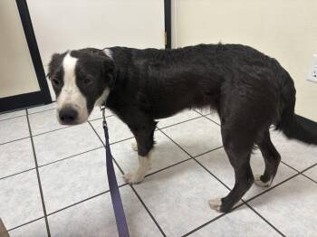Murray -  Border Collie Dog for Adoption in Mcarthur, California - Murray | PetCurious