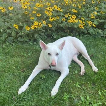 Juniper -  Shepherd Dog for Adoption in Chicago, Illinois - Juniper | PetCurious