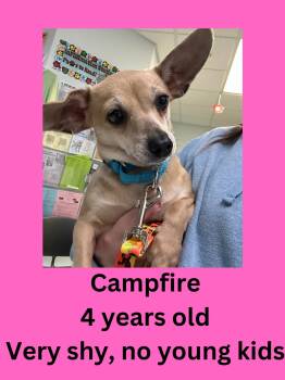 Campfire -  Chihuahua Dog for Adoption in Ravenna, Ohio - Campfire | PetCurious
