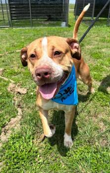 Amiri -  Mixed Breed Dog for Adoption in Scott, Louisiana - Amiri | PetCurious
