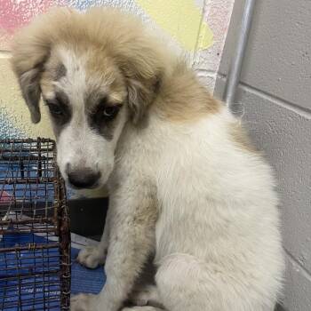 Denali -  Great Pyrenees Dog for Adoption in Lufkin, Texas - Denali | PetCurious