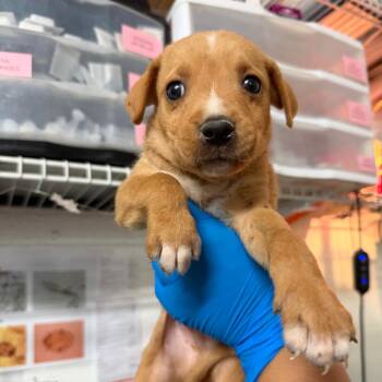 Shepherd and Mixed Breed Dogs Available for Adoption in Edinburg, Texas - Thing 1 | PetCurious