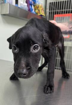 Ravioli -  Mixed Breed Dog for Adoption in Savannah, Georgia - Ravioli | PetCurious