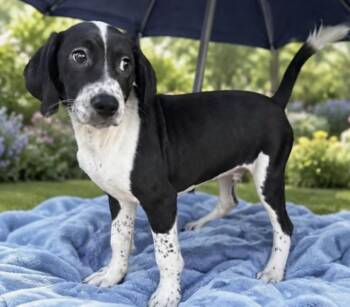 Dycas Green -  Border Collie and Labrador Retriever Dog for Adoption in Watertown, Connecticut - Dycas Green | PetCurious
