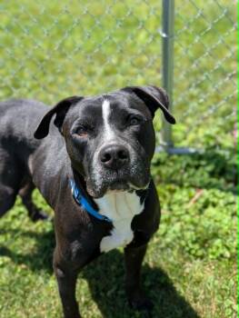 Thor -  Terrier Dog for Adoption in Chambersburg, Pennsylvania - Thor | PetCurious