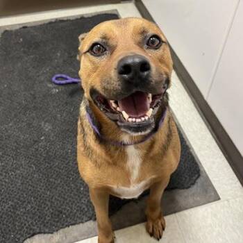 Rescue Mixed Breed Dogs for Adoption in Dubuque, Iowa - Buddy | PetCurious