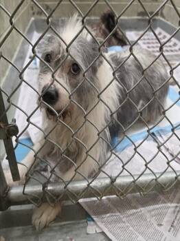 Terrier and Mixed Breed Dogs Available for Adoption in Anchorage, Alaska - ZIVA | PetCurious