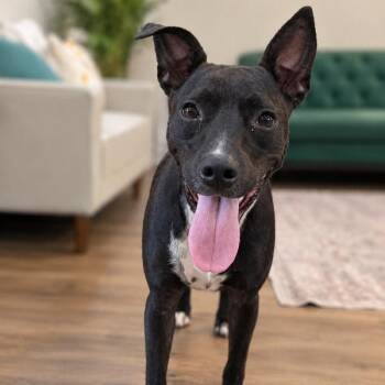 Pocket-Sized Lola Lovebug -  Pit Bull Terrier and Chihuahua Dog for Adoption in Friendswood, Texas - Pocket-Sized Lola Lovebug | PetCurious