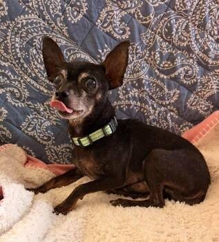 Itty Bit -  Chihuahua Dog for Adoption in Silsbee, Texas - Itty Bit | PetCurious