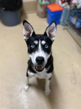 NAURTO -  Siberian Husky and Mixed Breed Dog for Adoption in Chula Vista, California - NAURTO | PetCurious
