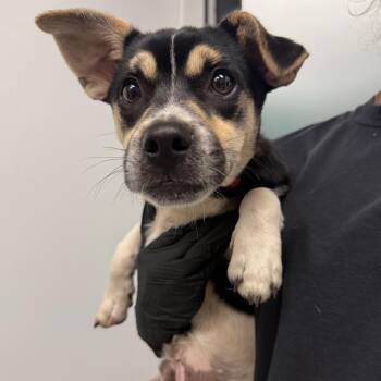 Weaver -  Shepherd and Cardigan Welsh Corgi Dog for Adoption in Abilene, Texas - Weaver | PetCurious