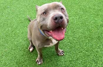 Pit Bull Terrier Dogs Available for Adoption - ACE | PetCurious