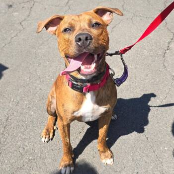 Tarzan -  Mixed Breed Dog for Adoption in East Hanover, New Jersey - Tarzan | PetCurious
