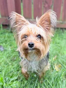 Teddy -  Mixed Breed Dog for Adoption in Menomonie, Wisconsin - Teddy | PetCurious