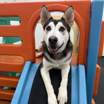 Cliff -  Siberian Husky Dog for Adoption in Sumter, South Carolina - Cliff | PetCurious
