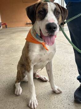 Great Dane Dogs Available for Adoption in San Diego, California - Roscoe | PetCurious