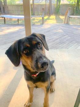 DEXTER -  Basset Hound and Shepherd Dog for Adoption in Falmouth, Maine - DEXTER | PetCurious