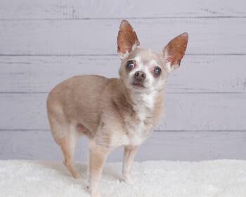 Rescue Chihuahua Dogs for Adoption - Kuzco | PetCurious