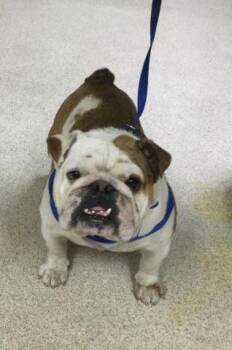 LUIZ -  English Bulldog Dog for Adoption in Riverside, California - LUIZ | PetCurious
