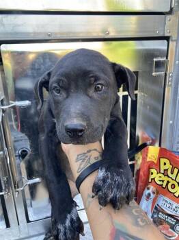 Mixed Breed Dogs Available for Adoption in Dallas, Texas - SPRING | PetCurious