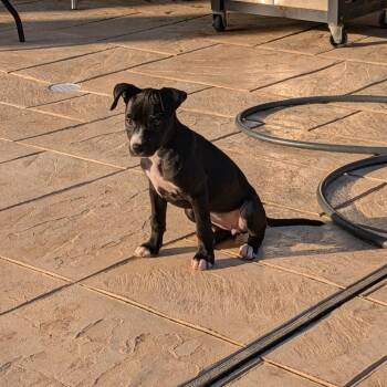 Bimini -  Black Labrador Retriever Dog for Adoption in Klein, Texas - Bimini | PetCurious