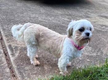 Millie -  Shih Tzu Dog for Adoption in Anniston, Alabama - Millie | PetCurious