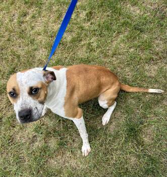 Pie -  Pit Bull Terrier Dog for Adoption in Baldwin, Michigan - Pie | PetCurious