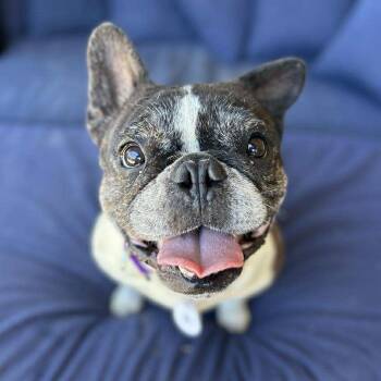 Rescue French Bulldog Dogs for Adoption in Ramona, California - Polly Pocket | PetCurious