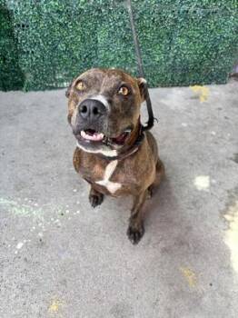 Freya -  Pit Bull Terrier and Mixed Breed Dog for Adoption in El Paso, Texas - Freya | PetCurious
