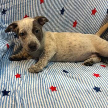 Tammy NO CHIP -  Australian Cattle Dog Blue Heeler and Mixed Breed Dog for Adoption in Kittanning, Pennsylvania - Tammy NO CHIP | PetCurious