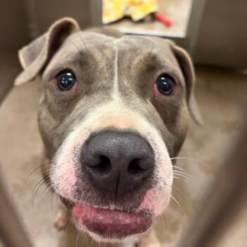 YORK-Stray-16826 -  Pit Bull Terrier Dog for Adoption in York, Pennsylvania - YORK-Stray-16826 | PetCurious