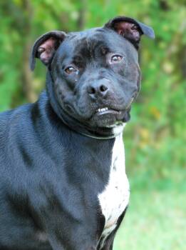 Mavis -  Pit Bull Terrier Dog for Adoption in Manchester, Tennessee - Mavis | PetCurious