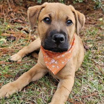 Rescue Black Mouth Cur Dogs for Adoption in Bonifay, Florida - Bonnie (Coming Soon) | PetCurious