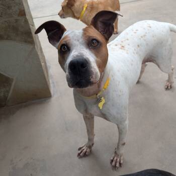 Rescue German Shorthaired Pointer and Boxer Dogs for Adoption in San Diego, California - Sprinkles | PetCurious