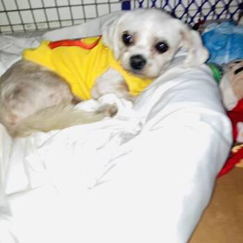 Remy -  Chihuahua Dog for Adoption in Los Angeles, California - Remy | PetCurious