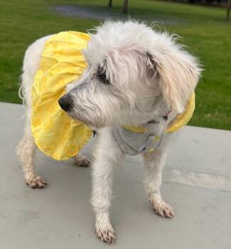 Schnoodle Dogs Available for Adoption in Bell Gardens, California - KATIE | PetCurious