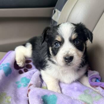 Apple -  Pembroke Welsh Corgi Dog for Adoption in Penryn, California - Apple | PetCurious