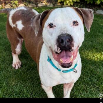Cupid -  American Staffordshire Terrier Dog for Adoption in Grand Island, Nebraska - Cupid | PetCurious