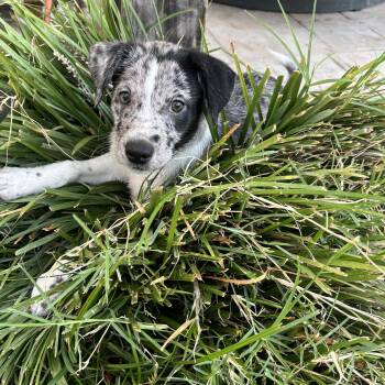 Poppi -  Border Collie Dog for Adoption in Chatham, New Jersey - Poppi | PetCurious