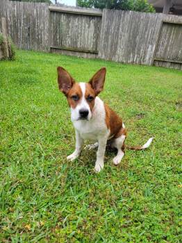 Pointer and Boxer Dogs Available for Adoption in Missouri City, Texas - Harlena WV14303-T | PetCurious