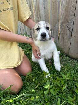 Morning Glory -  Great Pyrenees Dog Available for Adoption in Taycheedah, Wisconsin - Morning Glory | PetCurious