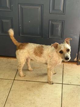 Riley -  Jack Russell Terrier and Poodle Dog for Adoption in Deltona, Florida - Riley | PetCurious