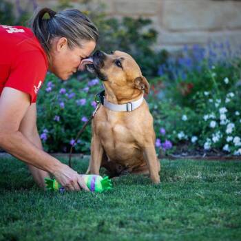 Honey -  American Staffordshire Terrier Dog for Adoption in Blacksburg, Virginia - Honey | PetCurious